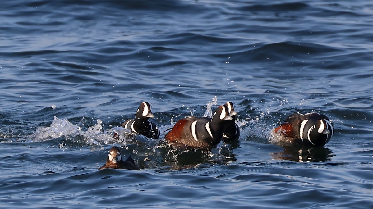 Ahate arlekina - ML645934410