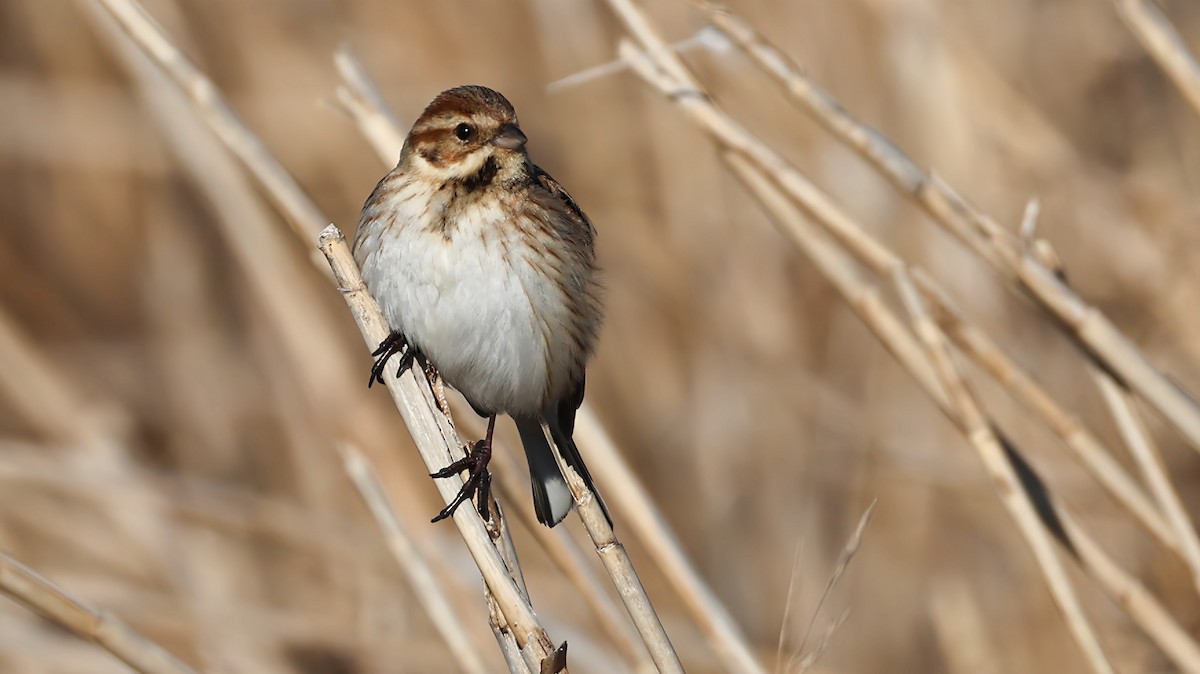 Reed Bunting - ML645934412