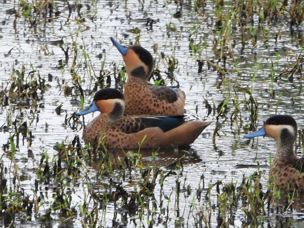 Blue-billed Teal - ML645934413