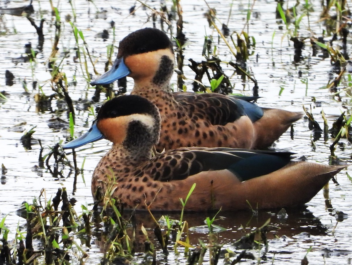 Blue-billed Teal - ML645934414