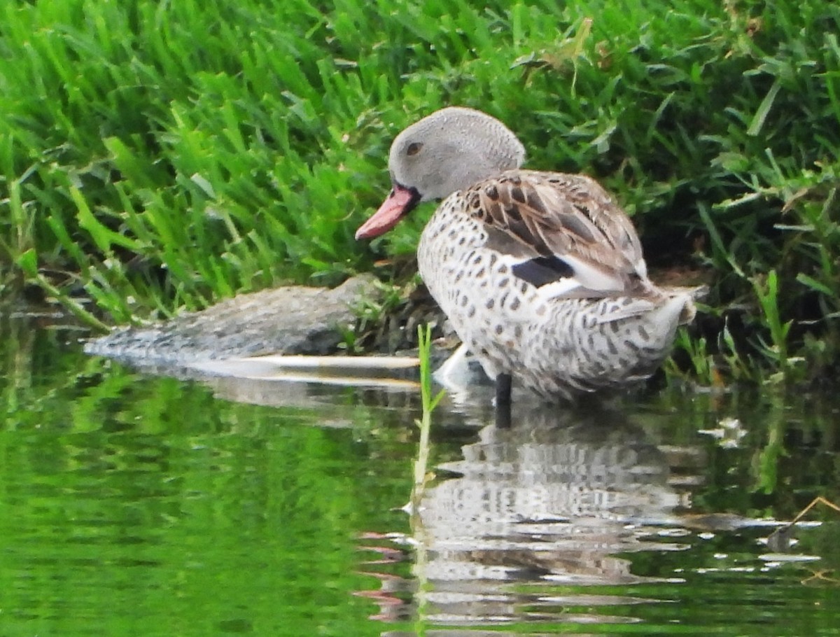 Cape Teal - ML645934416