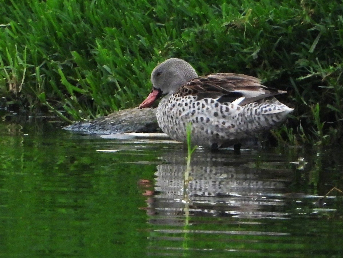 Cape Teal - ML645934417