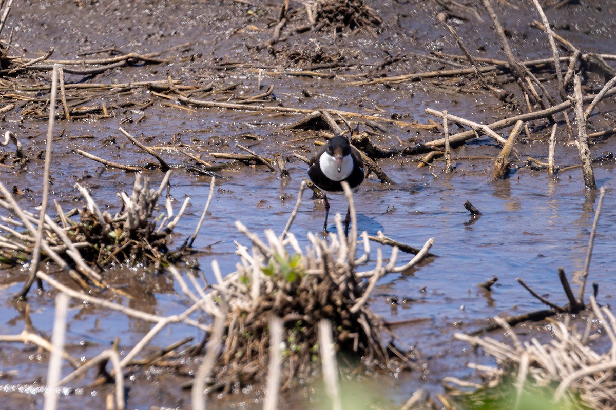 Red-kneed Dotterel - ML645934419