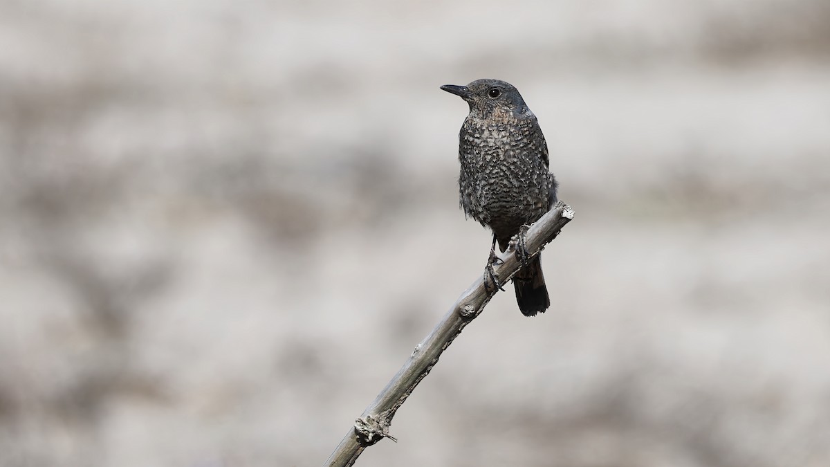 Blue Rock-Thrush - ML645934420