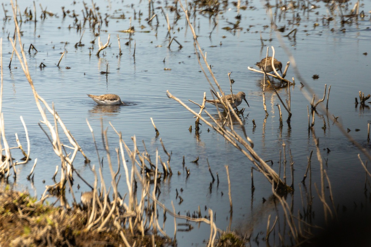 Curlew Sandpiper - ML645934421
