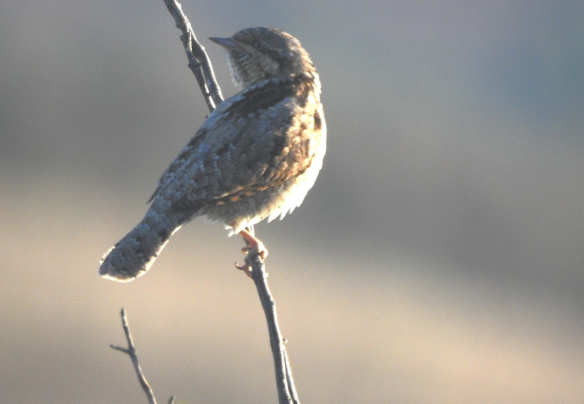 Eurasian Wryneck - ML645934423