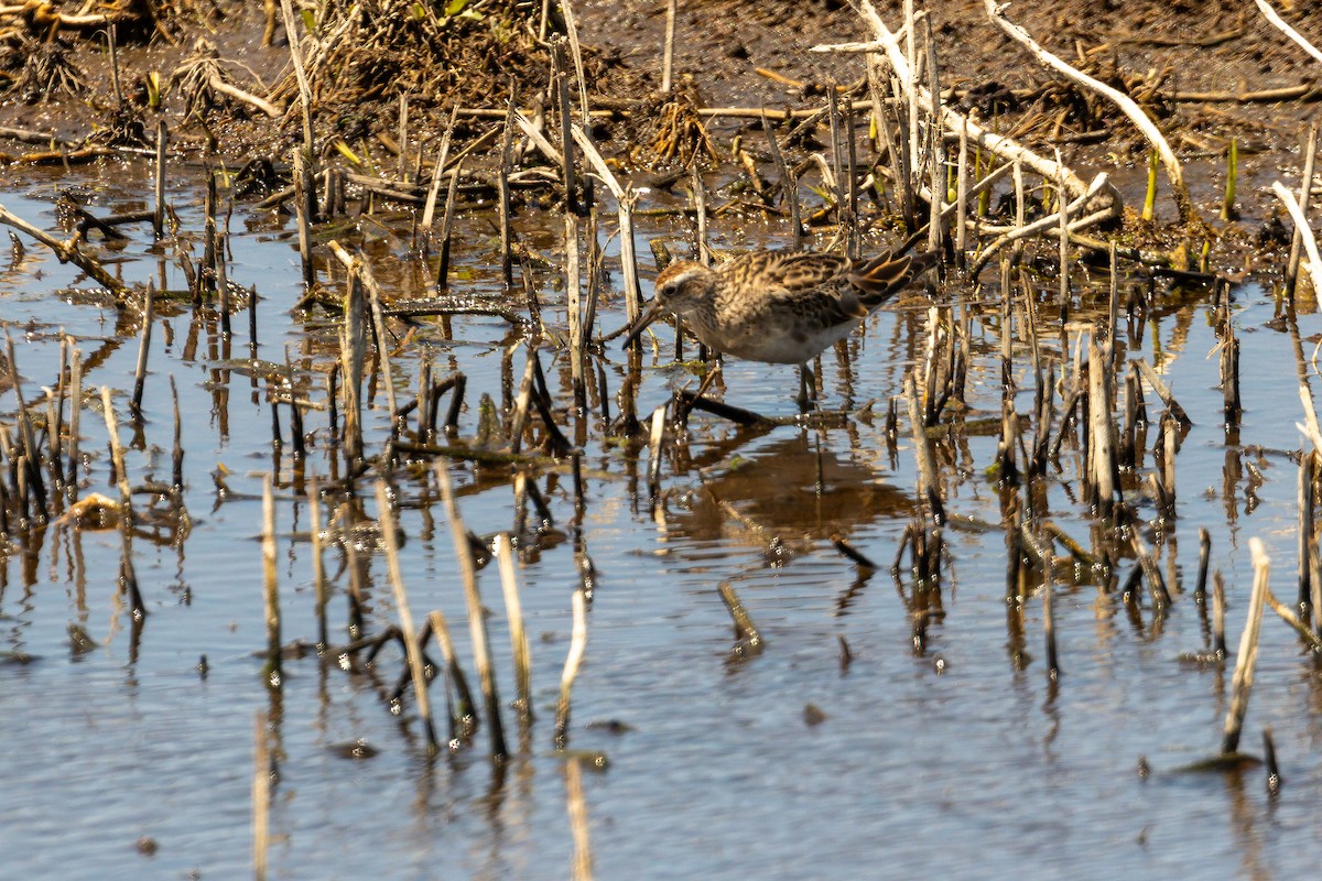Sharp-tailed Sandpiper - ML645934424