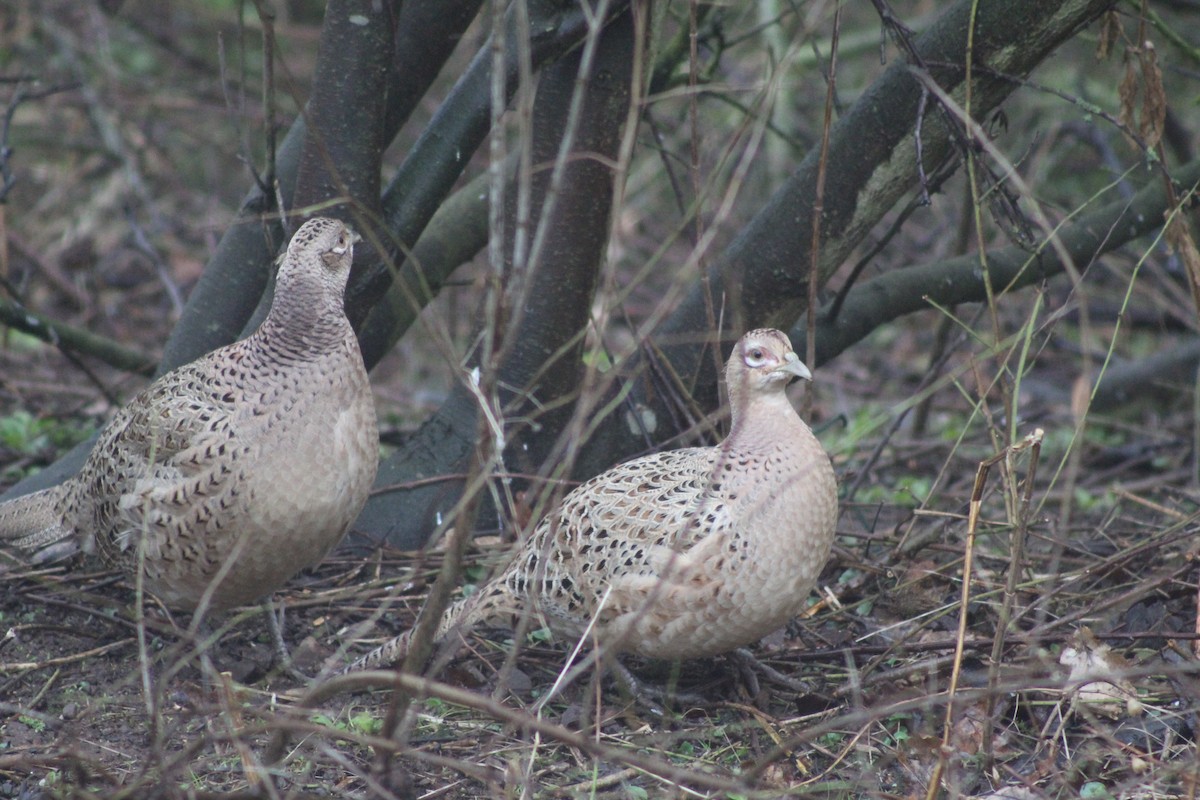Ring-necked Pheasant - ML645934425