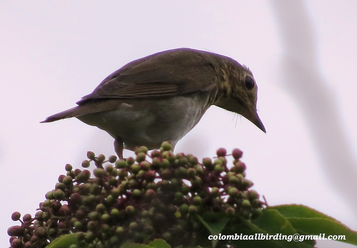 Swainson's Thrush - ML645934426