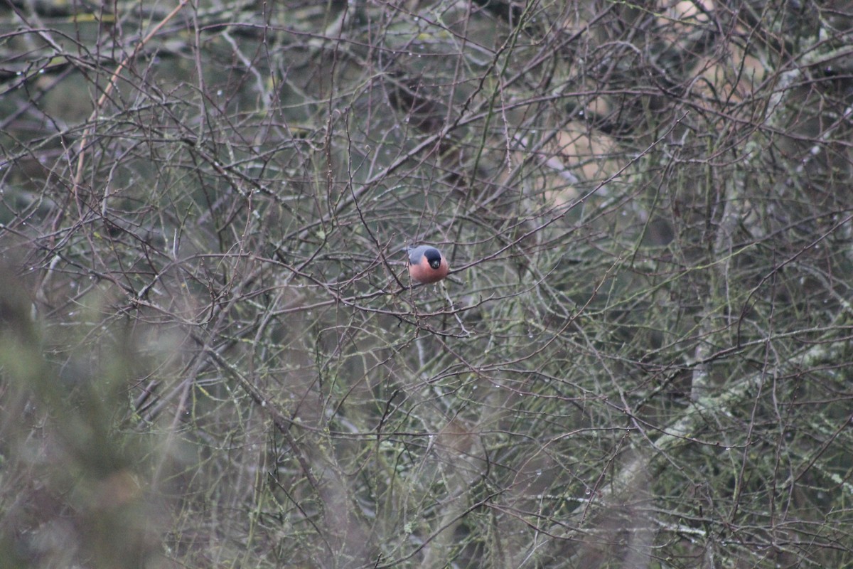 Eurasian Bullfinch - ML645934427