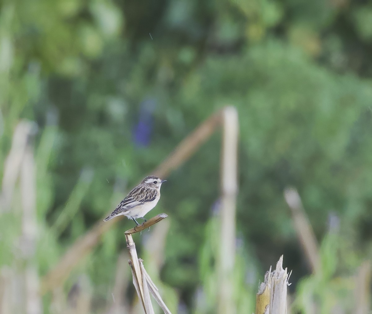 Whinchat - ML645934428