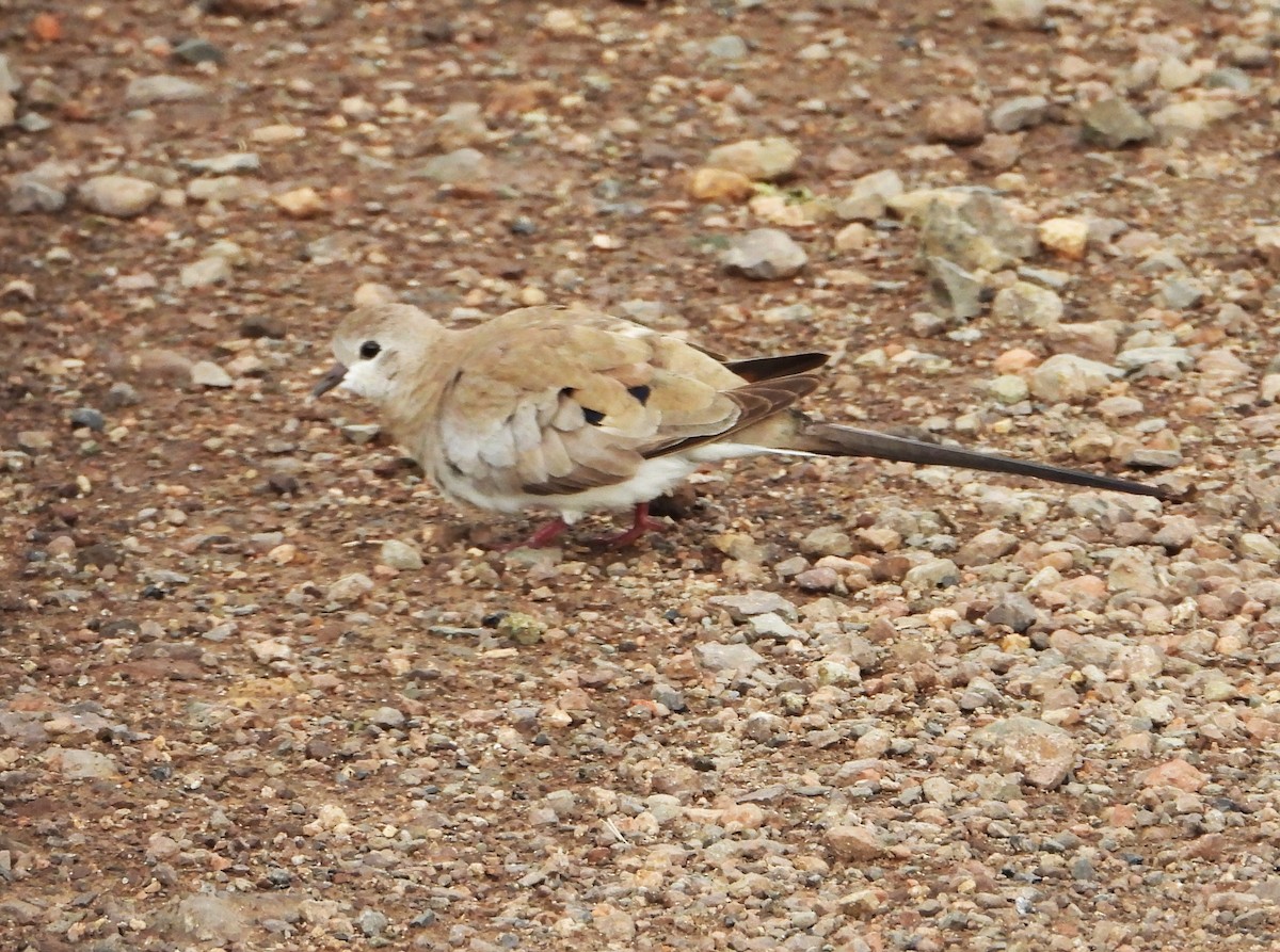 Namaqua Dove - ML645934429