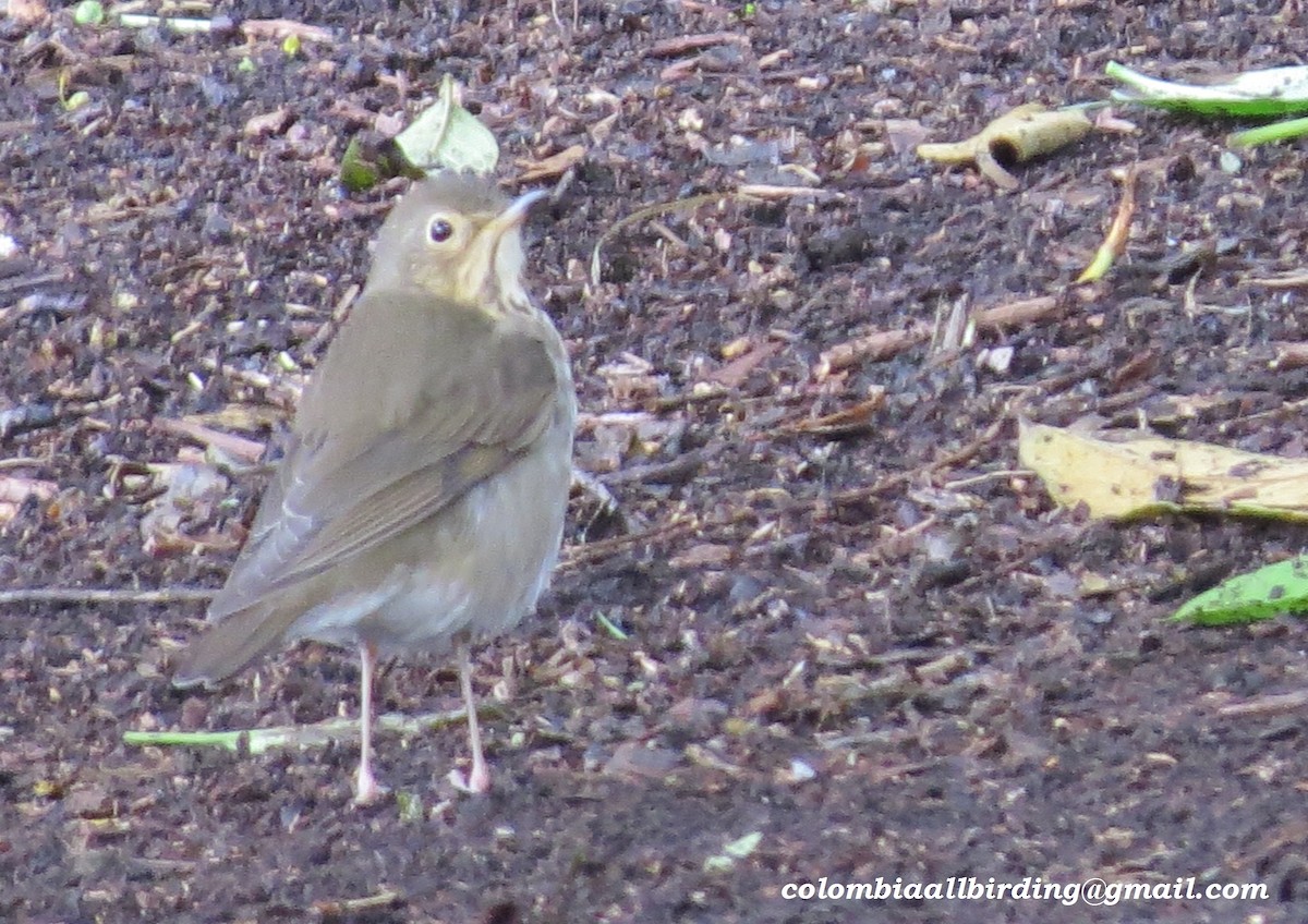 Swainson's Thrush - ML645934430