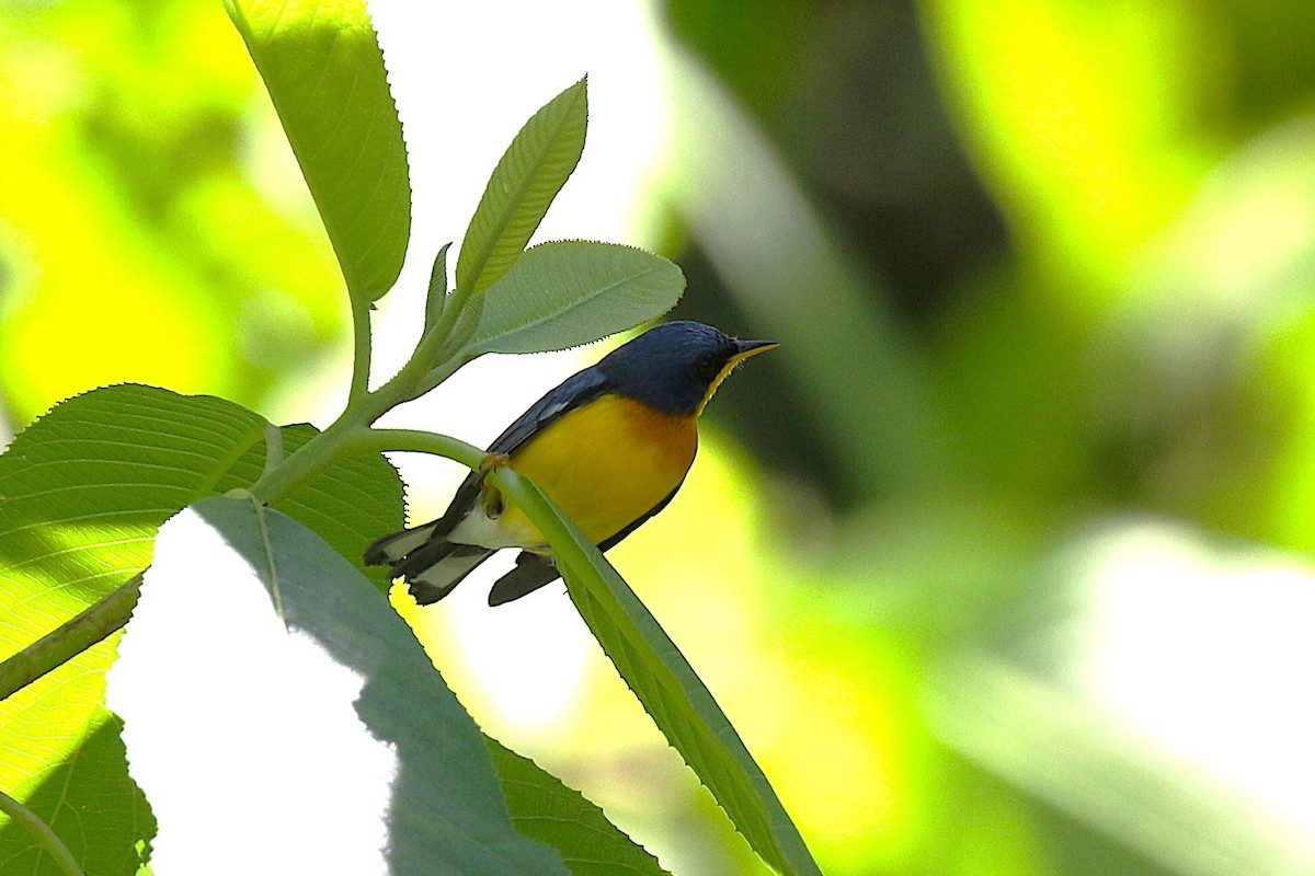 Tropical Parula - ML645934431