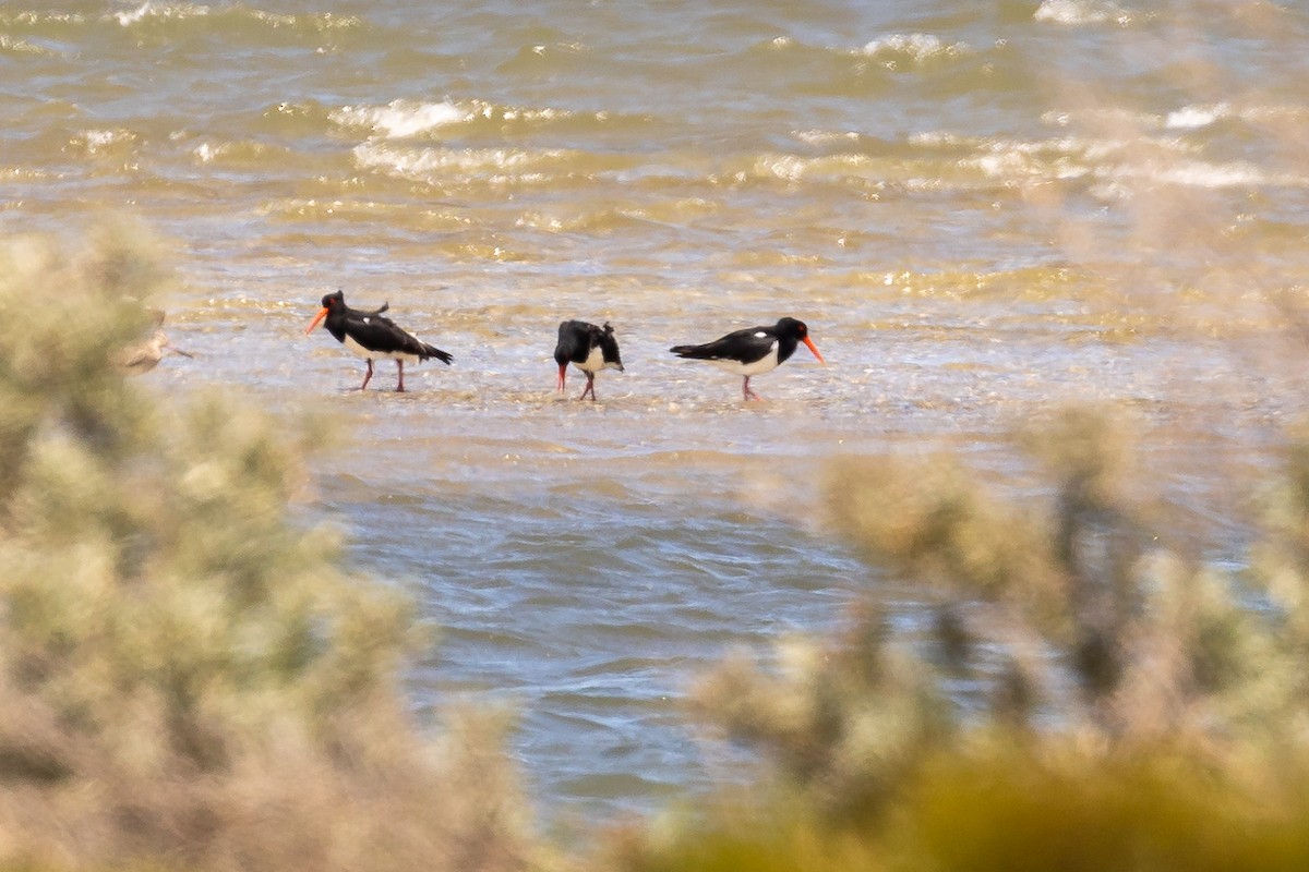 Pied Oystercatcher - ML645934432
