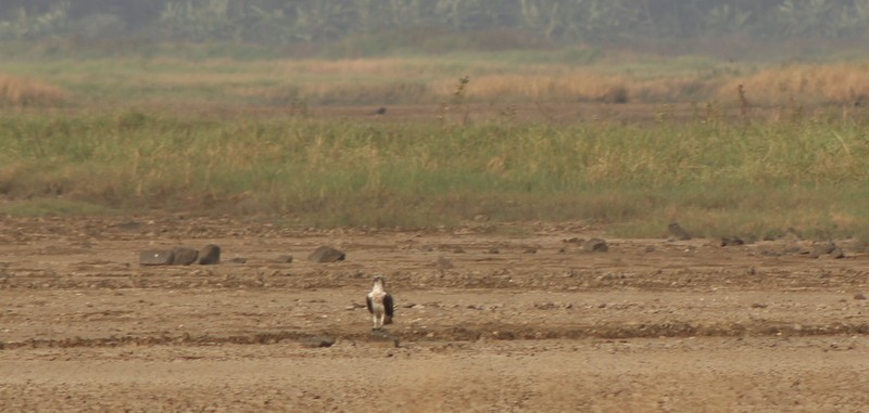Águila Pescadora - ML645934461