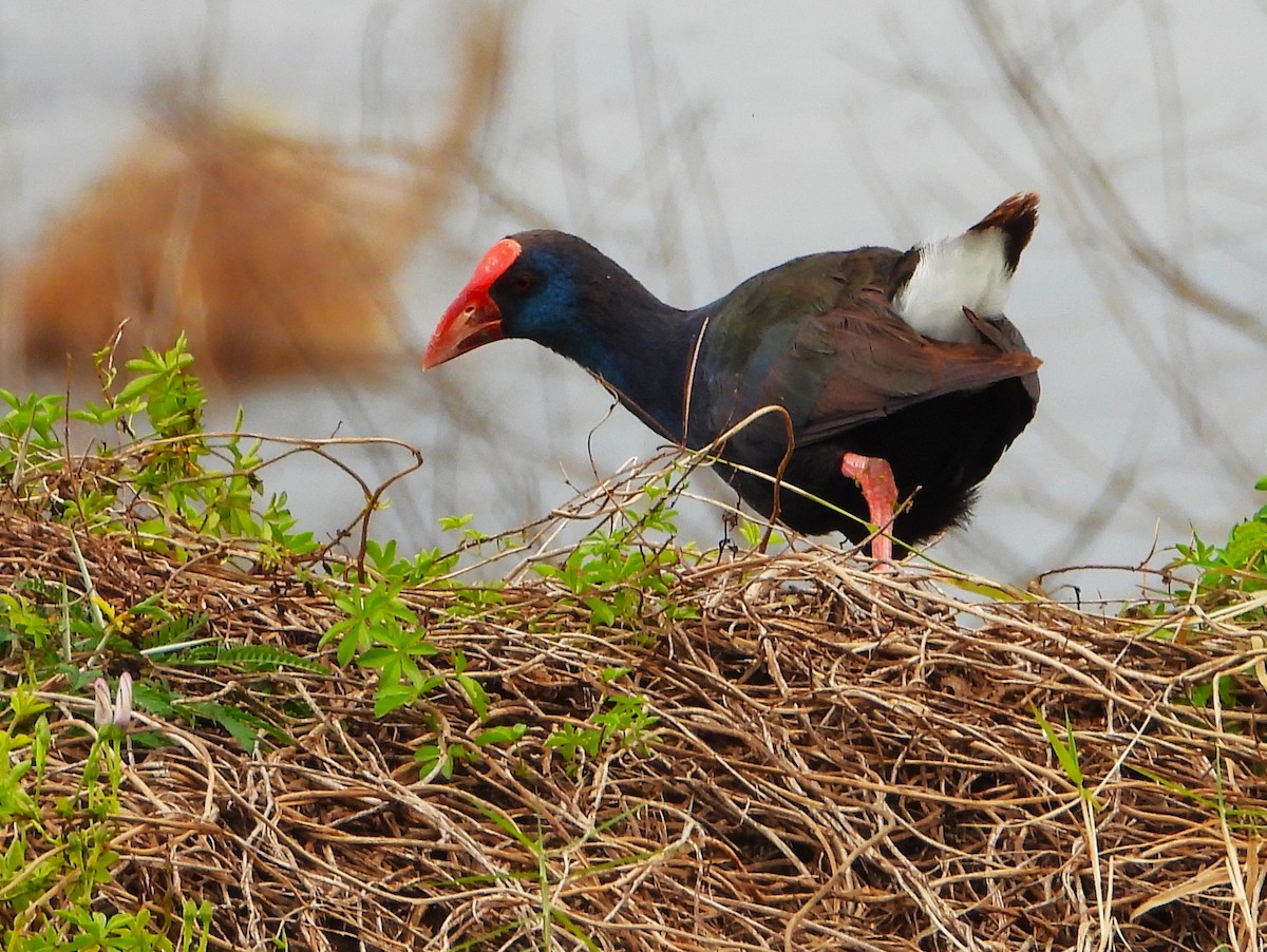 Uroilo urdin afrikarra - ML645934463
