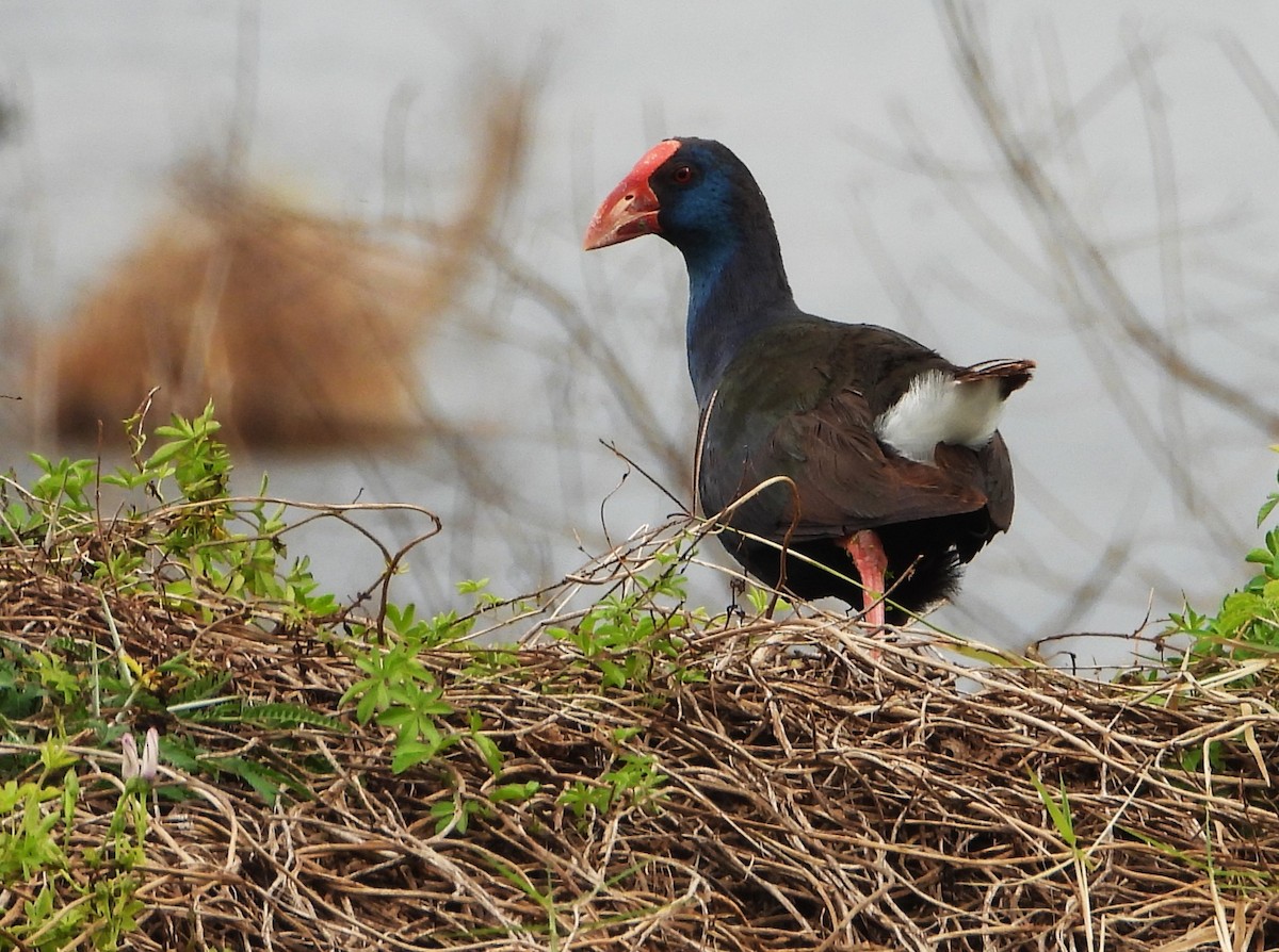 Uroilo urdin afrikarra - ML645934464