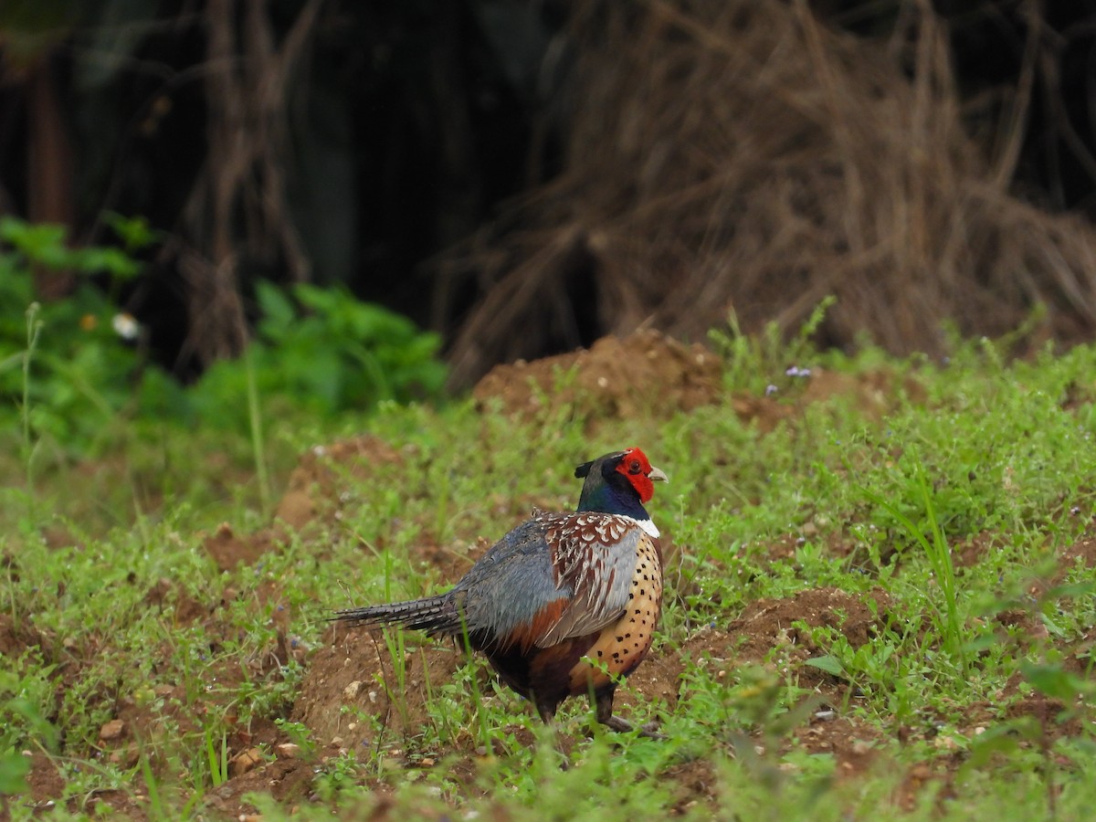 Faisai arrunta - ML645934465