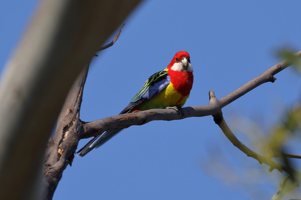 Eastern Rosella - ML645934466