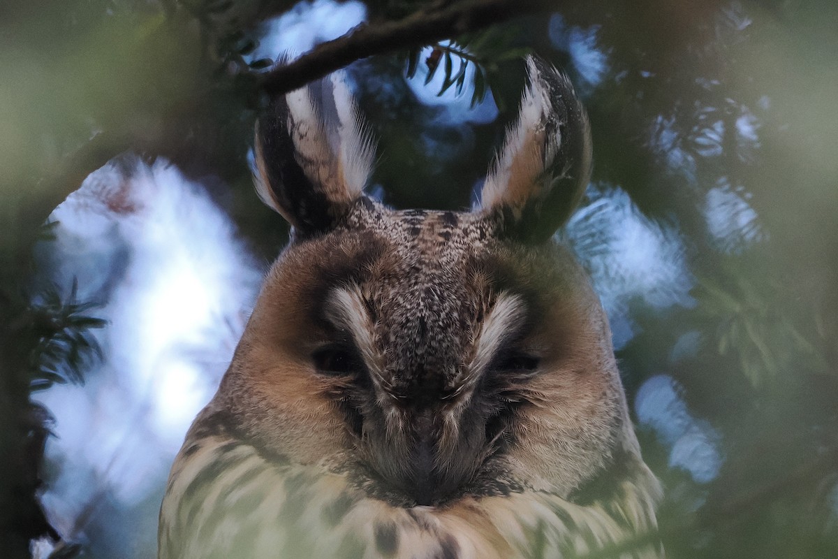 Hontz ertaina - ML645934467