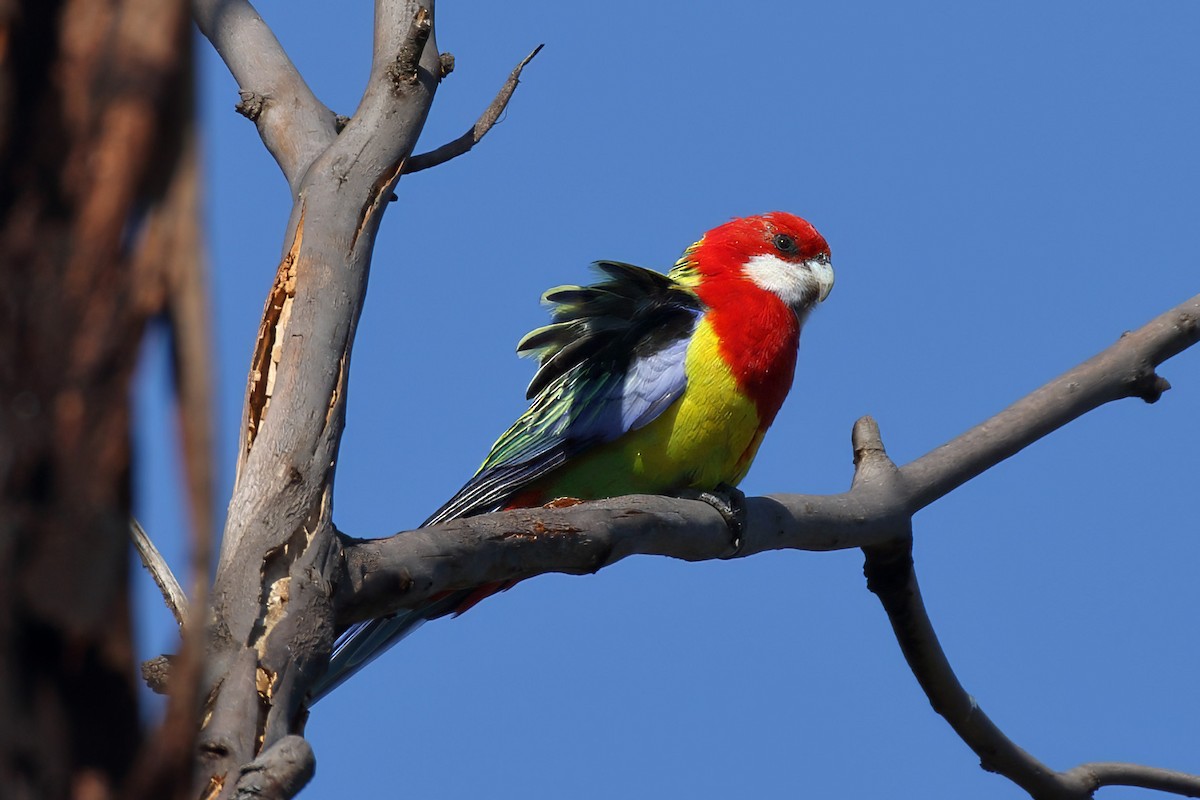 Eastern Rosella - ML645934468