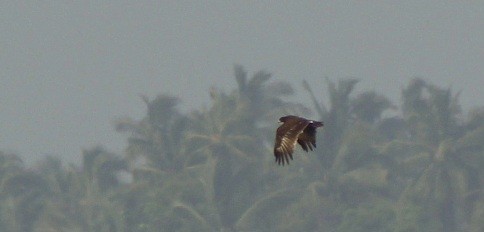 Arrano pikarta - ML645934469