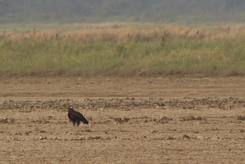 Arrano pikarta - ML645934470