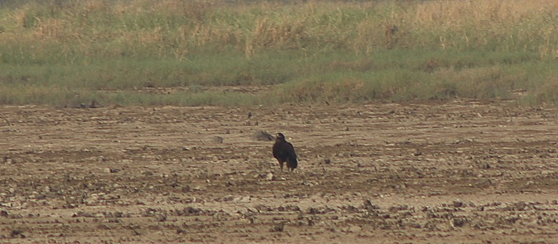 Arrano pikarta - ML645934471