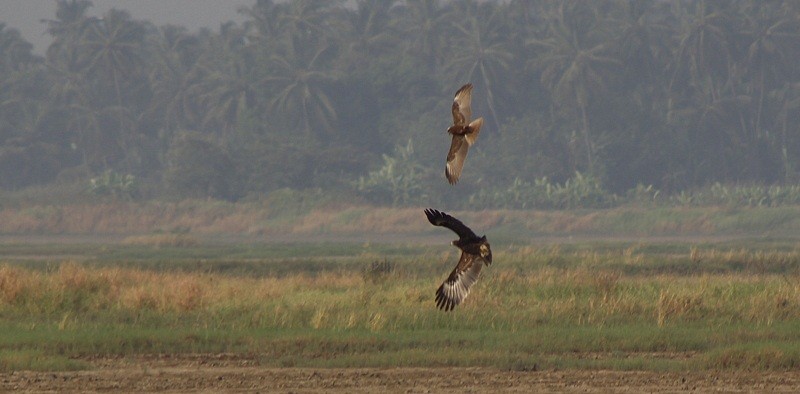 Arrano pikarta - ML645934472