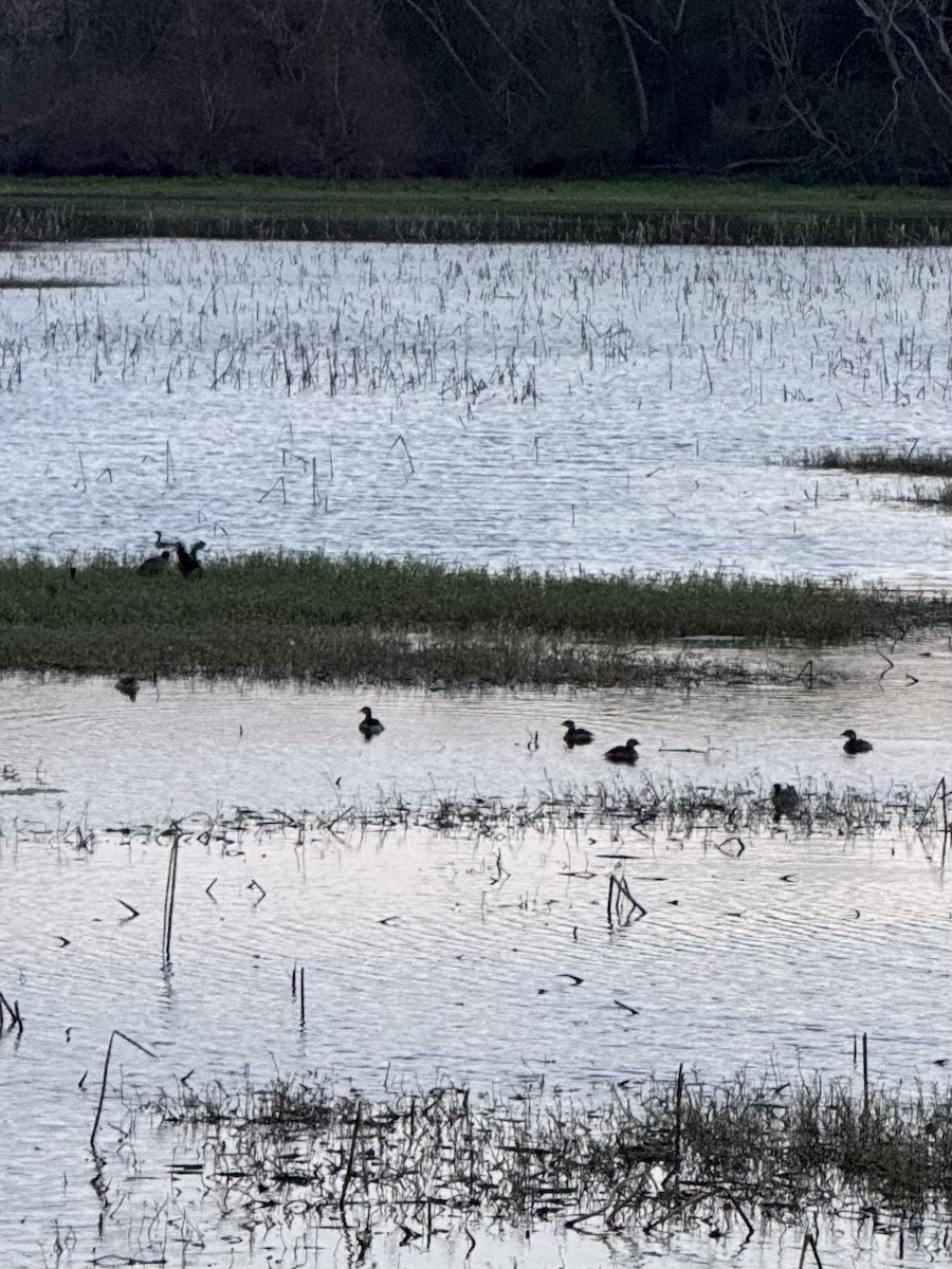 Txilinporta mokolodia - ML645934473