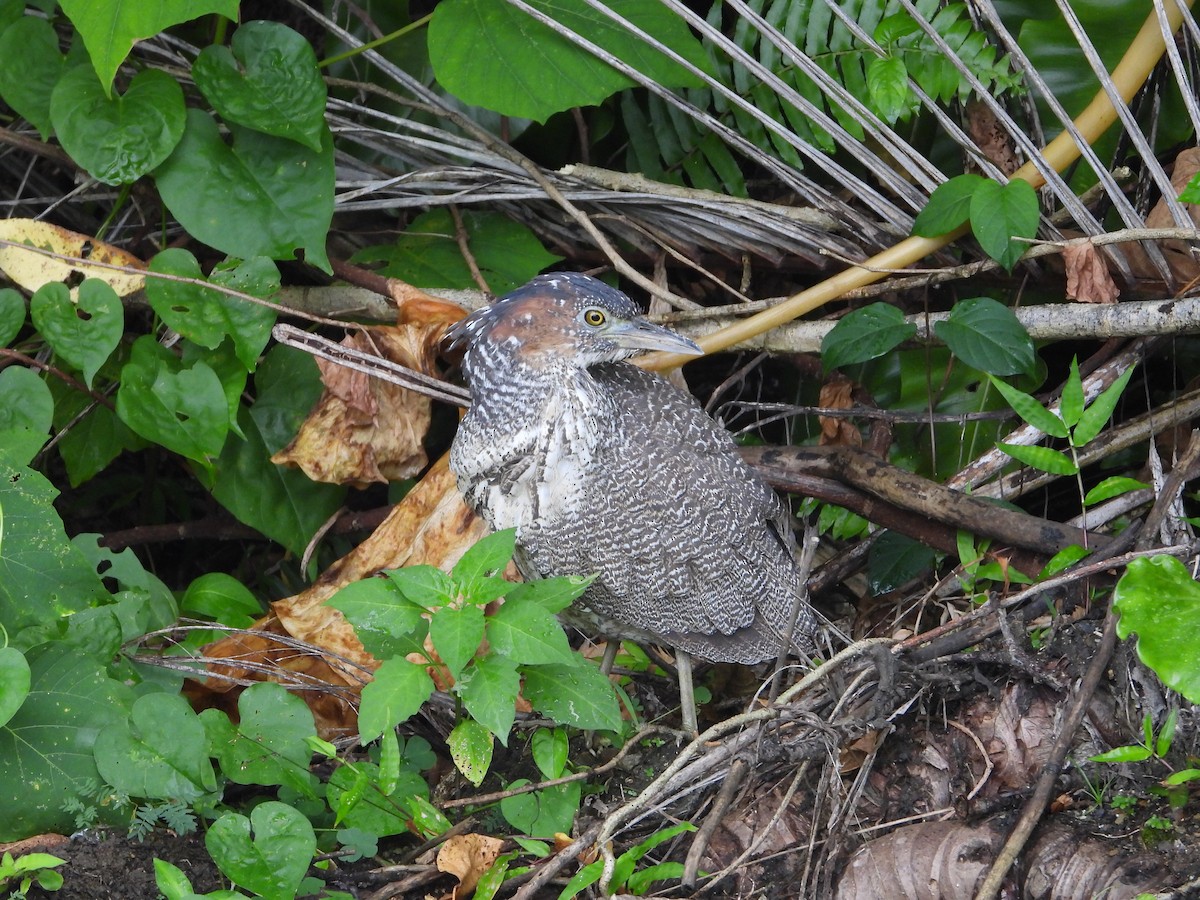 Malayan Night Heron - ML645934474