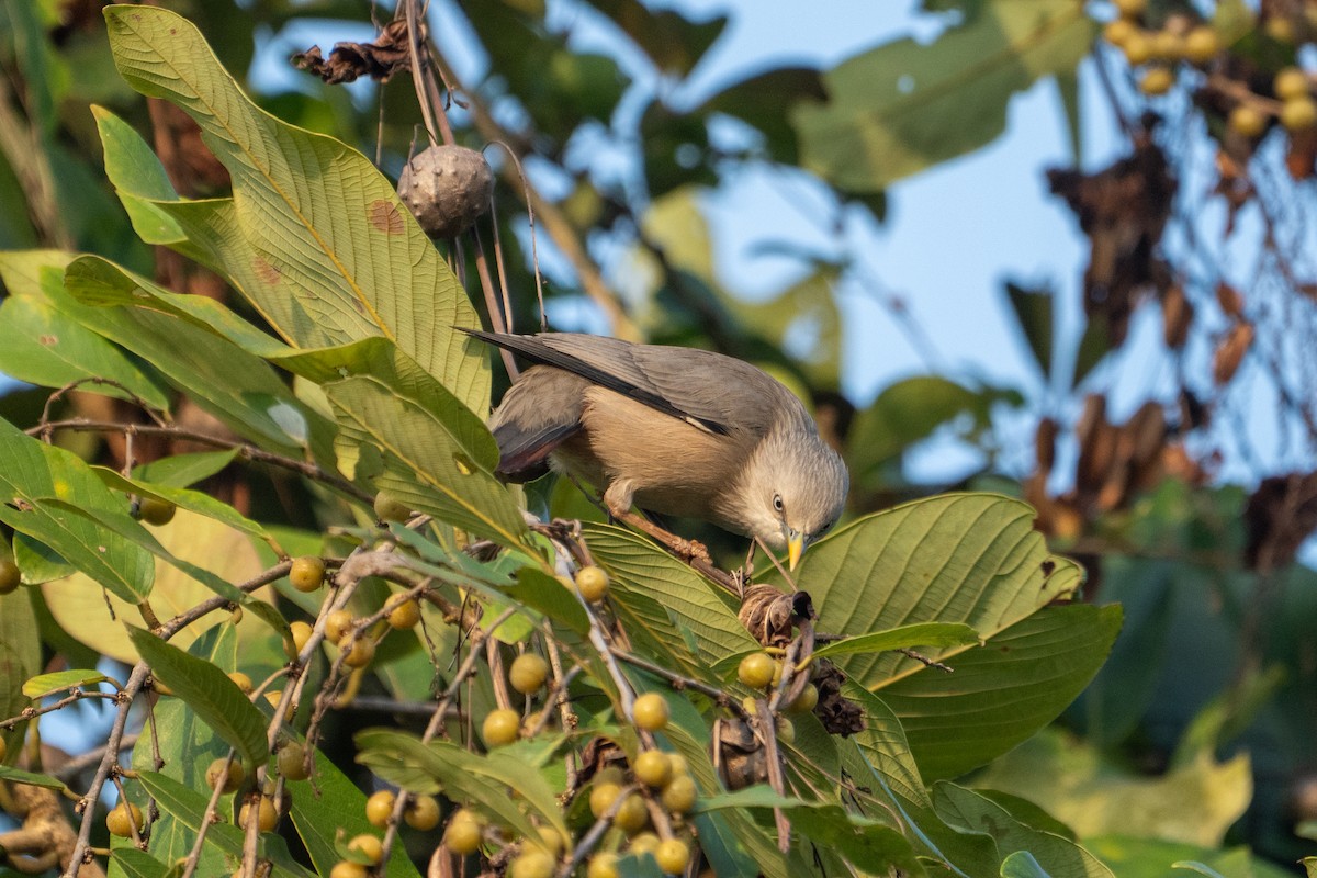 Chestnut-tailed Starling - ML645934475
