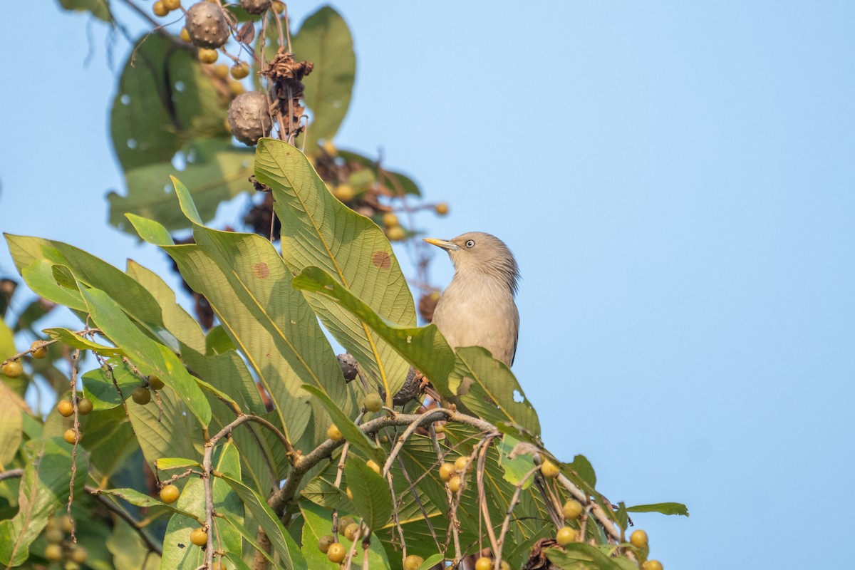 Chestnut-tailed Starling - ML645934476