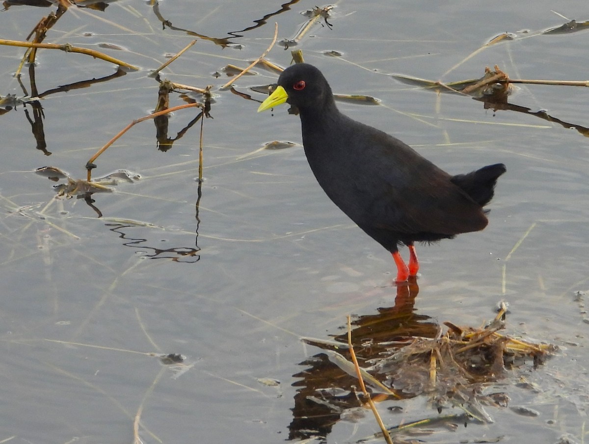 Black Crake - ML645934481