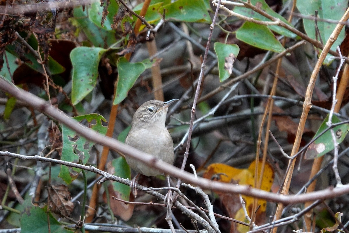 Northern House Wren - ML645934482