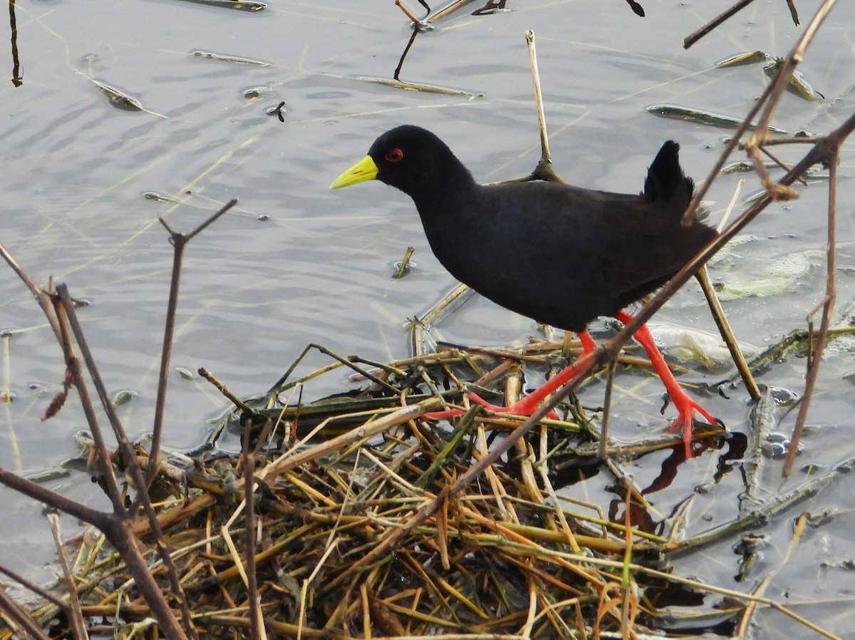 Black Crake - ML645934483