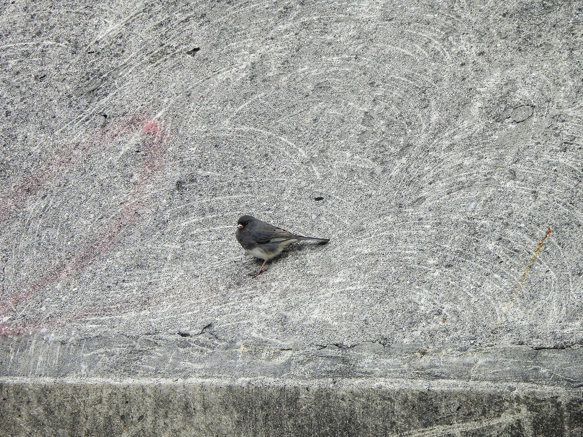 Dark-eyed Junco (Slate-colored) - ML645934484
