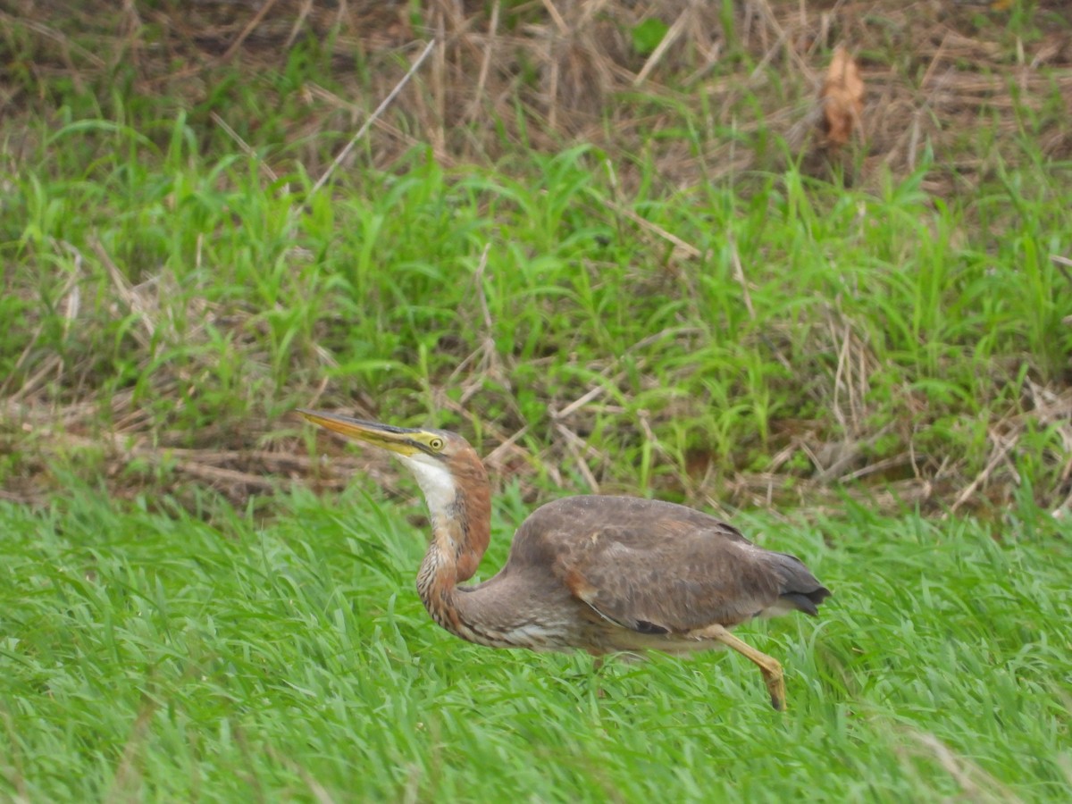 Koartza gorria - ML645934486