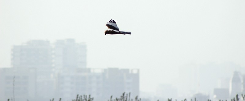 Zingira-mirotz eurasiarra - ML645934489