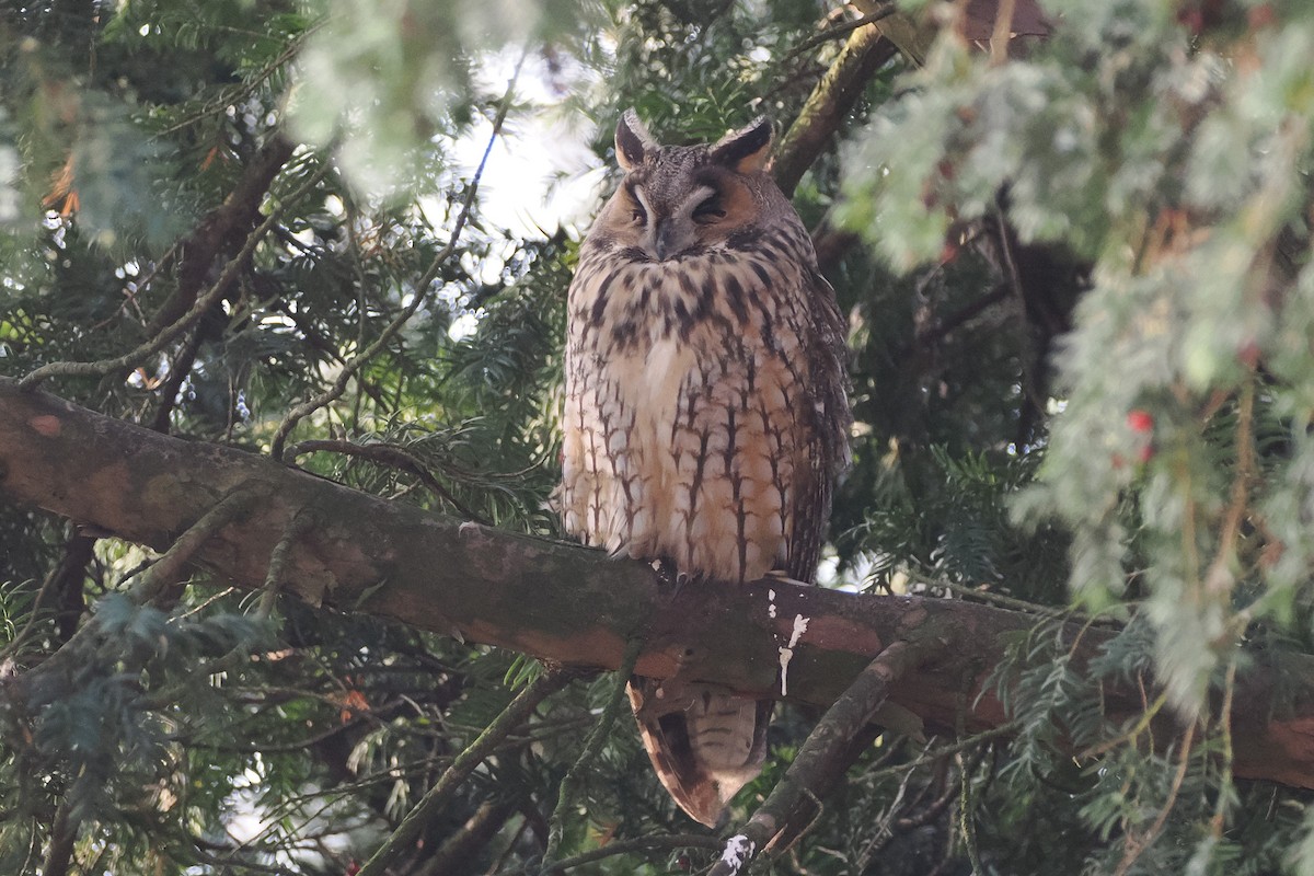 Hontz ertaina - ML645934490