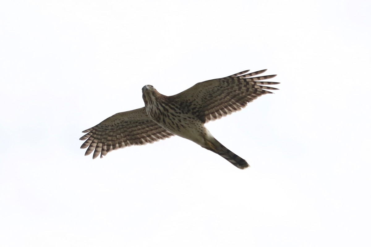 Cooper's Hawk - ML645934491