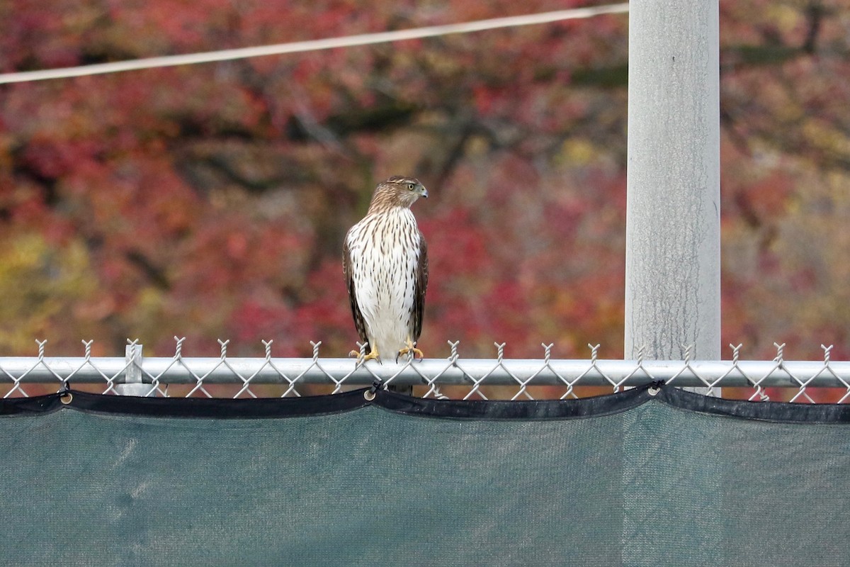 Cooper's Hawk - ML645934492