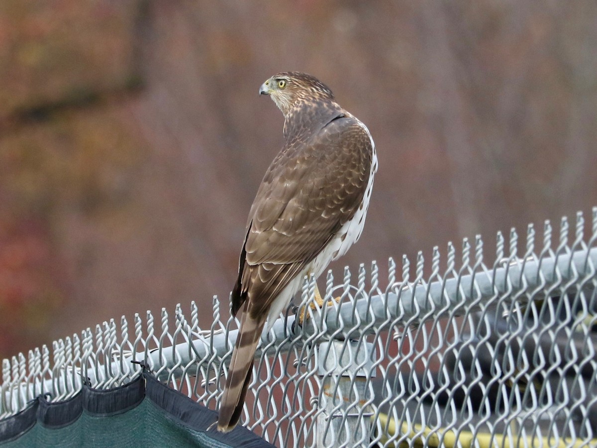 Cooper's Hawk - ML645934494