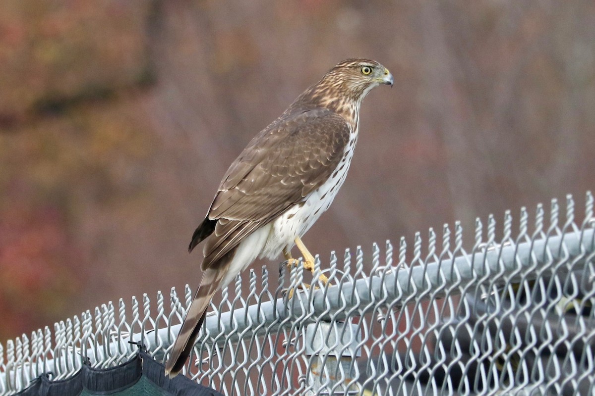 Cooper's Hawk - ML645934495