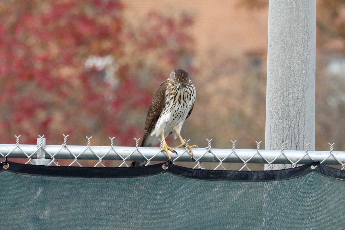 Cooper's Hawk - ML645934496