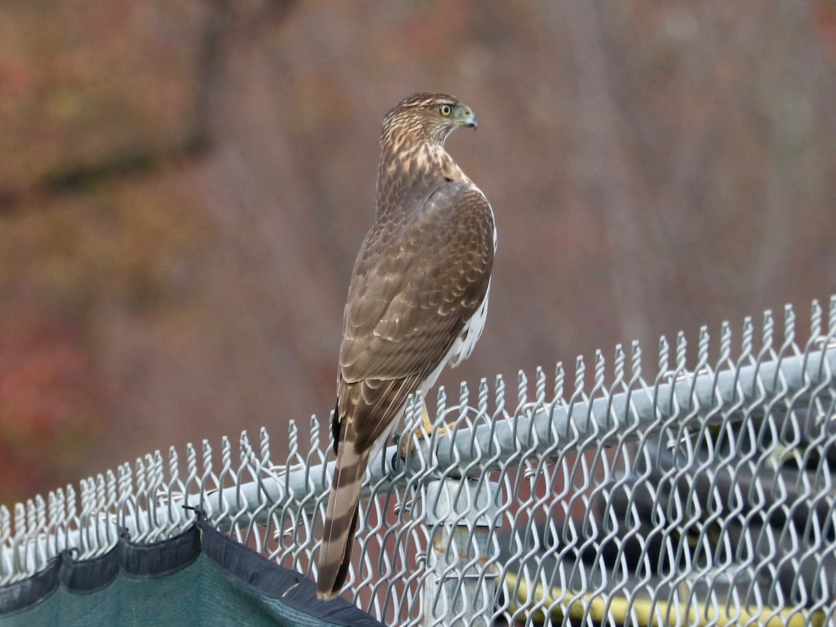 Cooper's Hawk - ML645934497