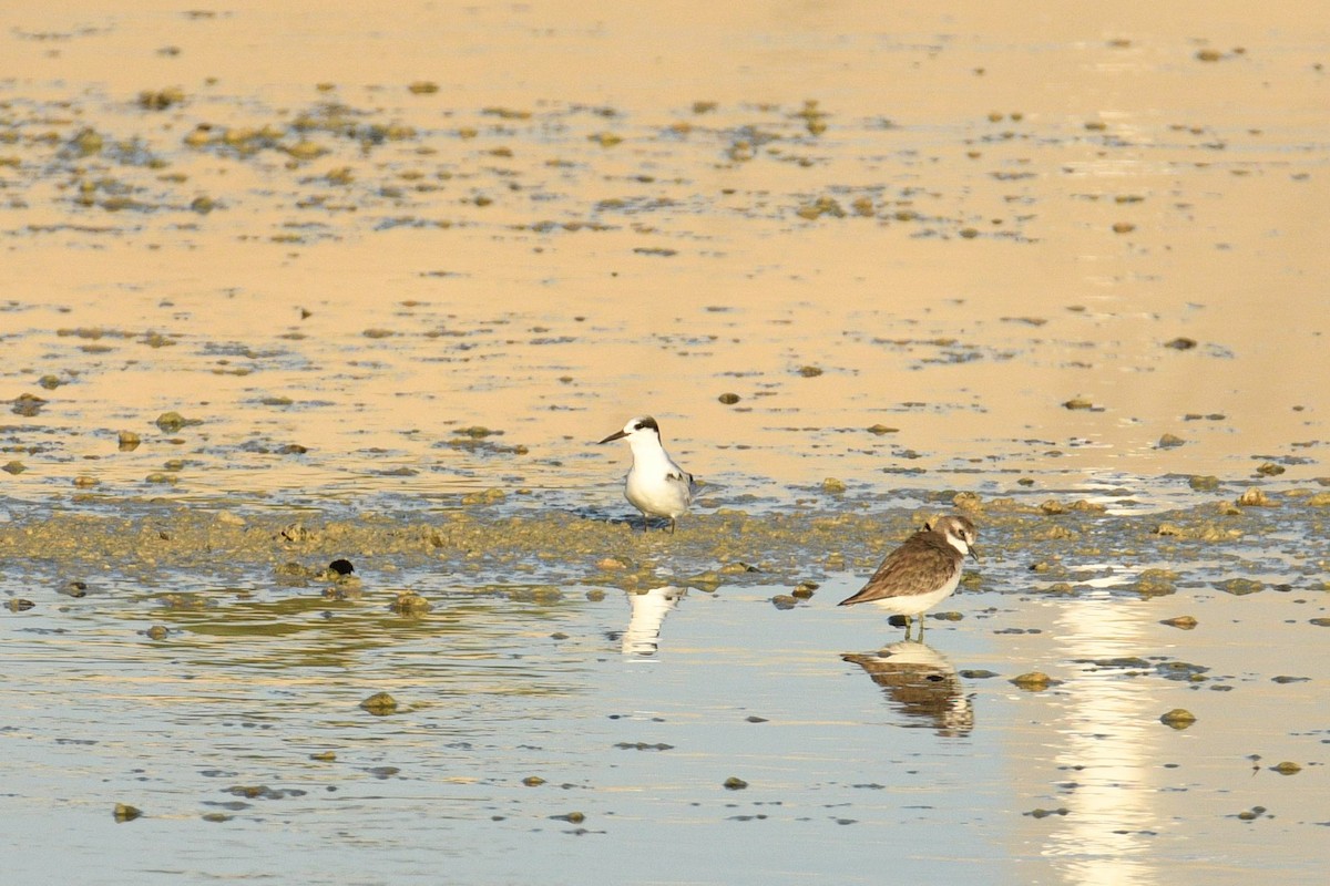 Little Tern - ML645934500