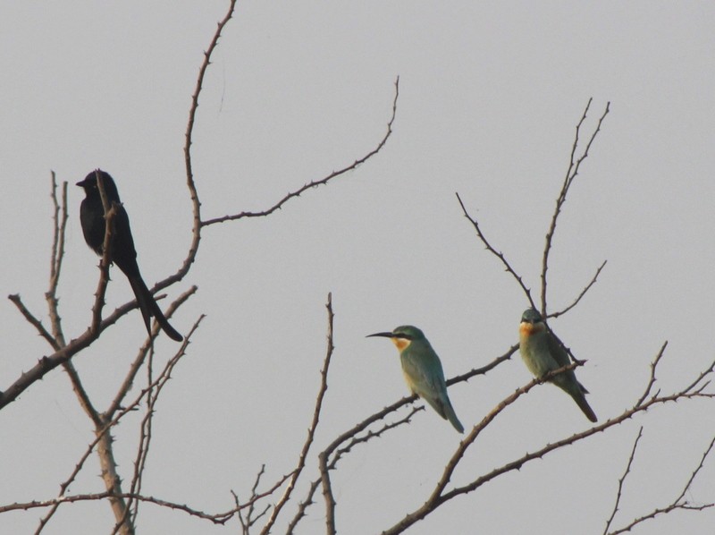 Abejaruco Persa - ML645934503