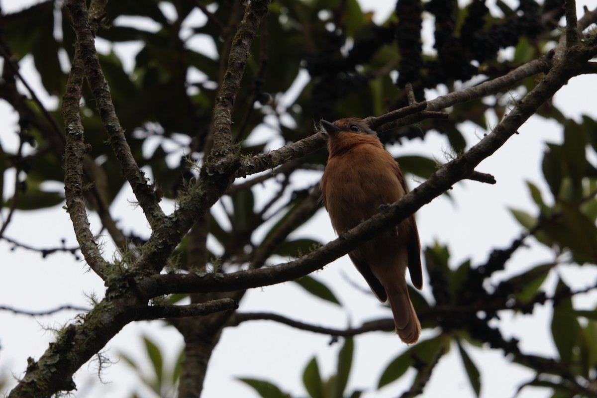 Бекард каштановий - ML645934506